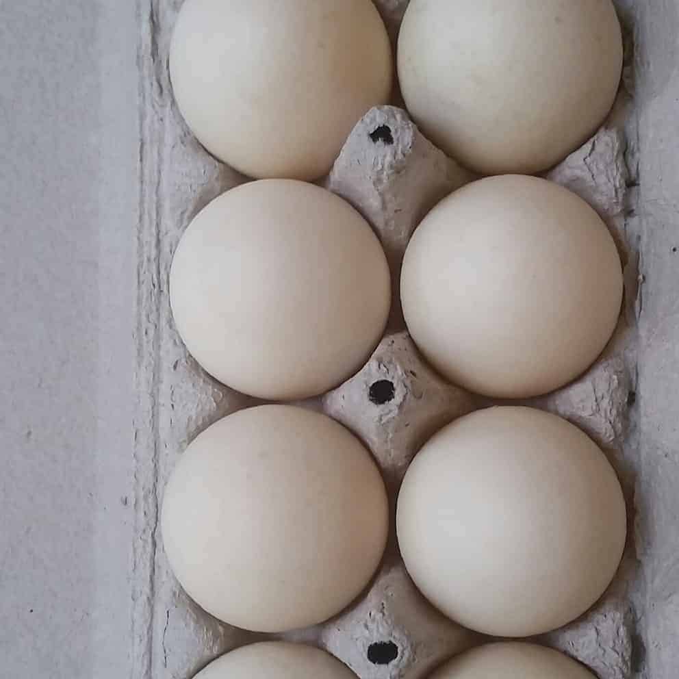 Duck eggs (12)