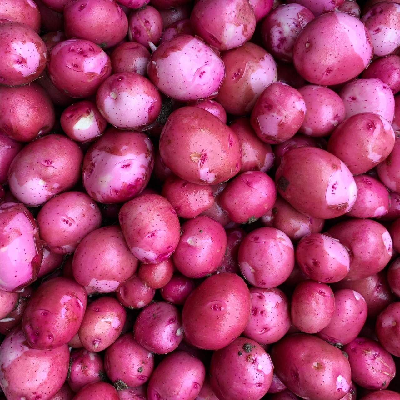 Classic Canadian music variety sold per braid 1lb New Potatoes, Red