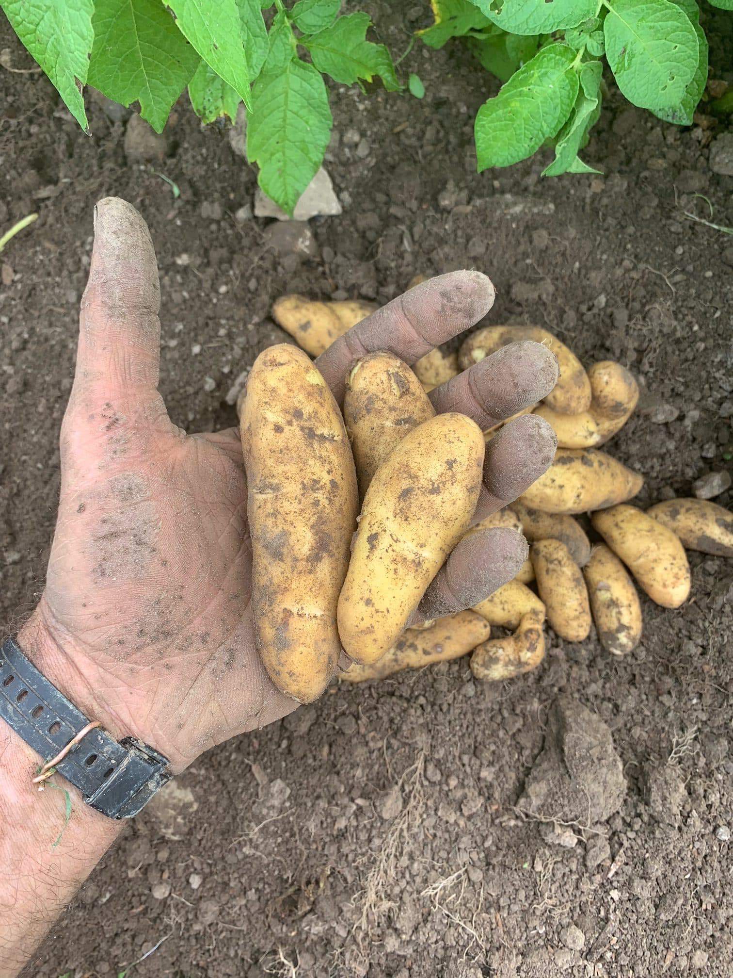 1lb new potatoes, yellow fingerling