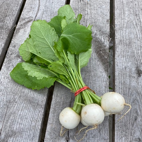 Img 2631salad turnips certified organic