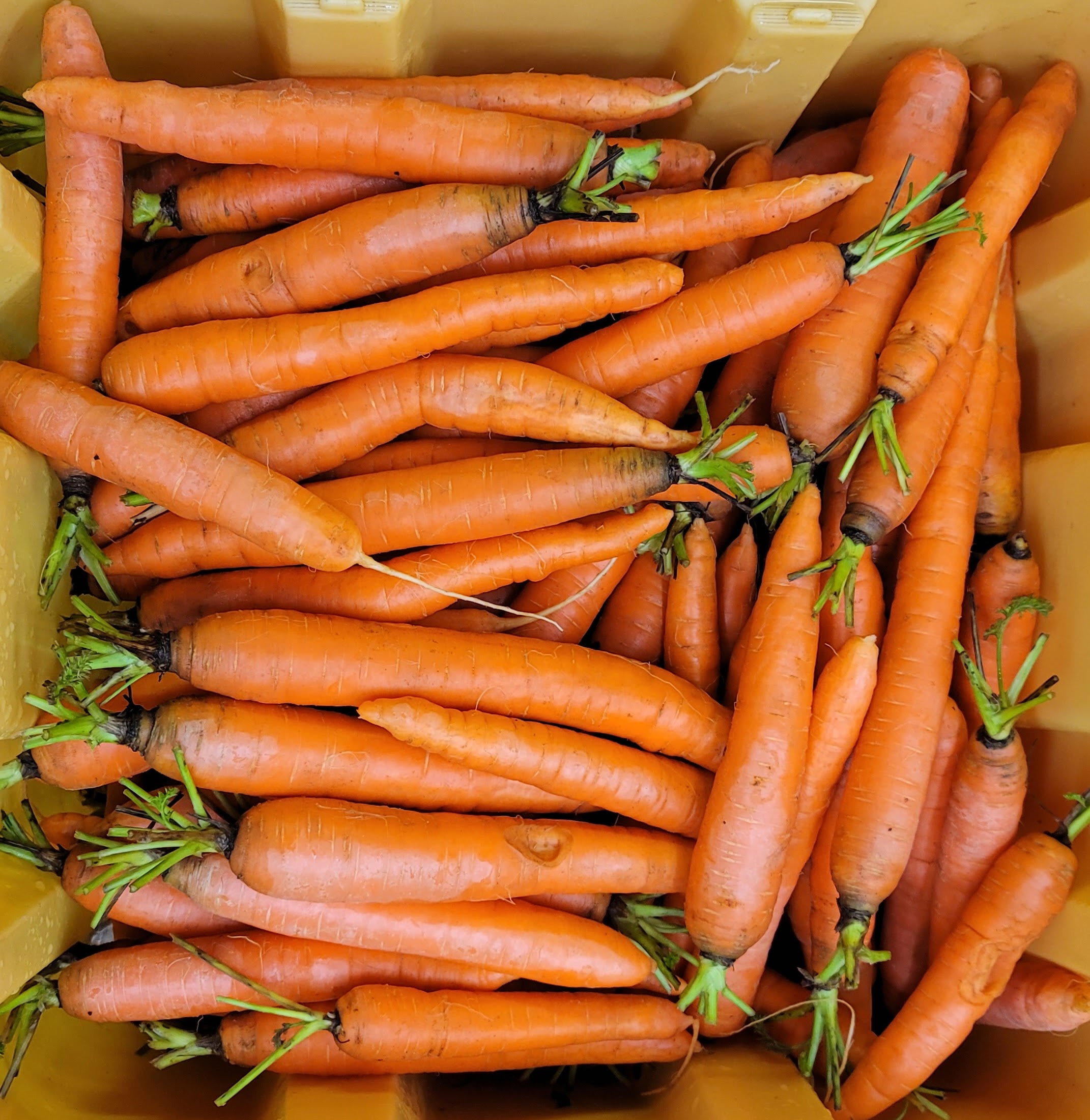 Cert. Organic, our own! 2lbs, orange Orange Carrots Cert. Organic, our own! 2lbs, orange