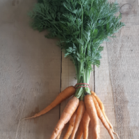 Carrots, orange bunched