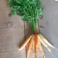 Carrots, rainbow bunched