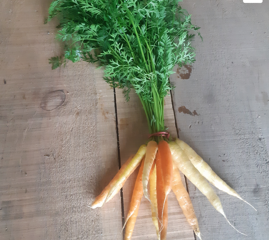 Certified Organic Screen Shot 2022 07 15 Rainbow carrots Certified Organic