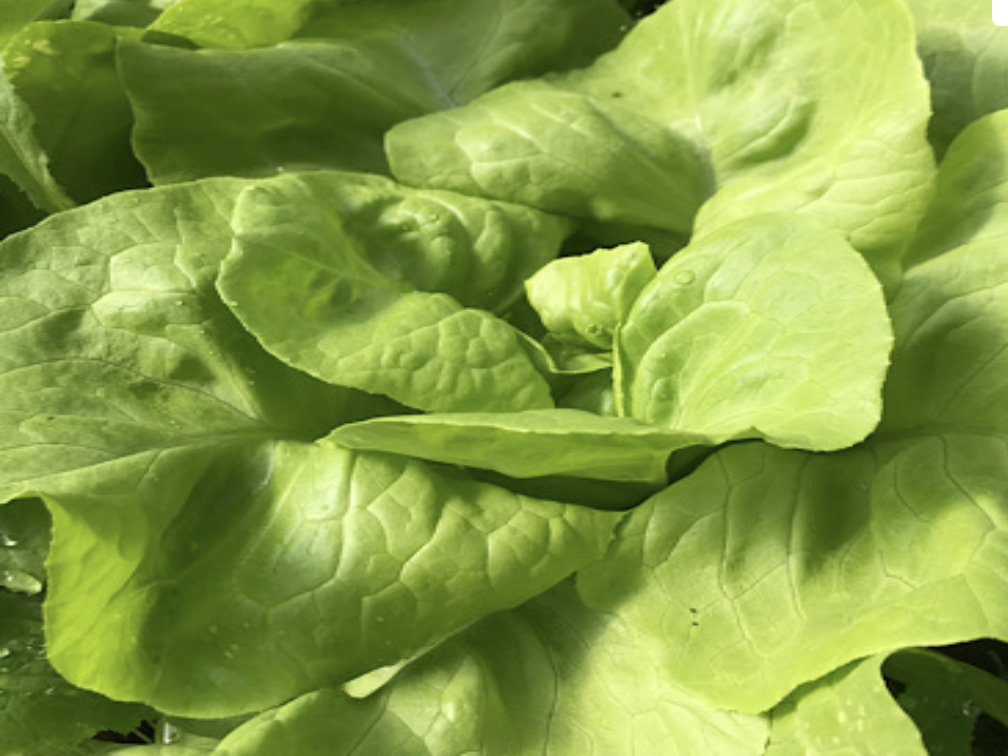 Certified Organic Screen Shot 2022 07 15 butterhead lettuce Certified Organic