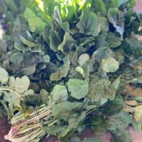 Arugula