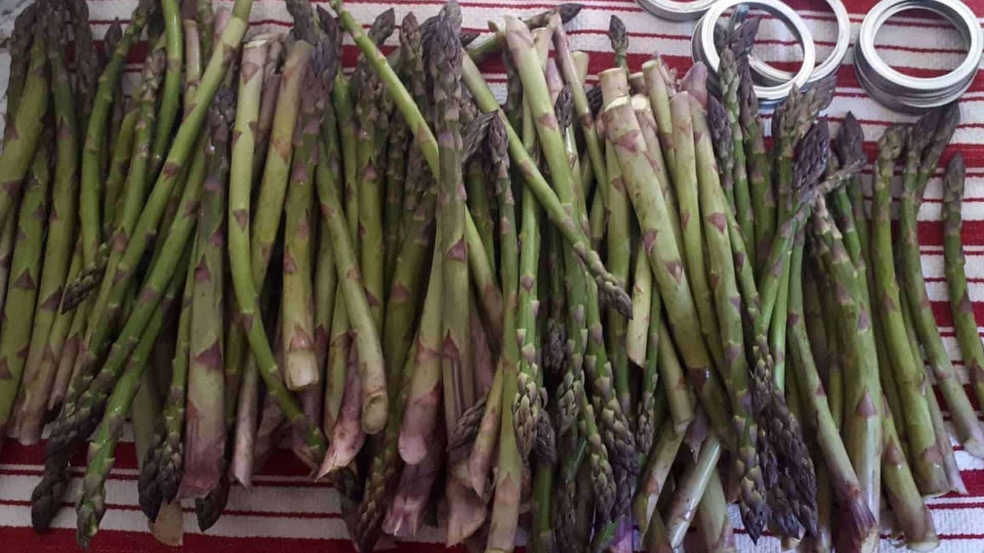 Asparagus - 1 pound
