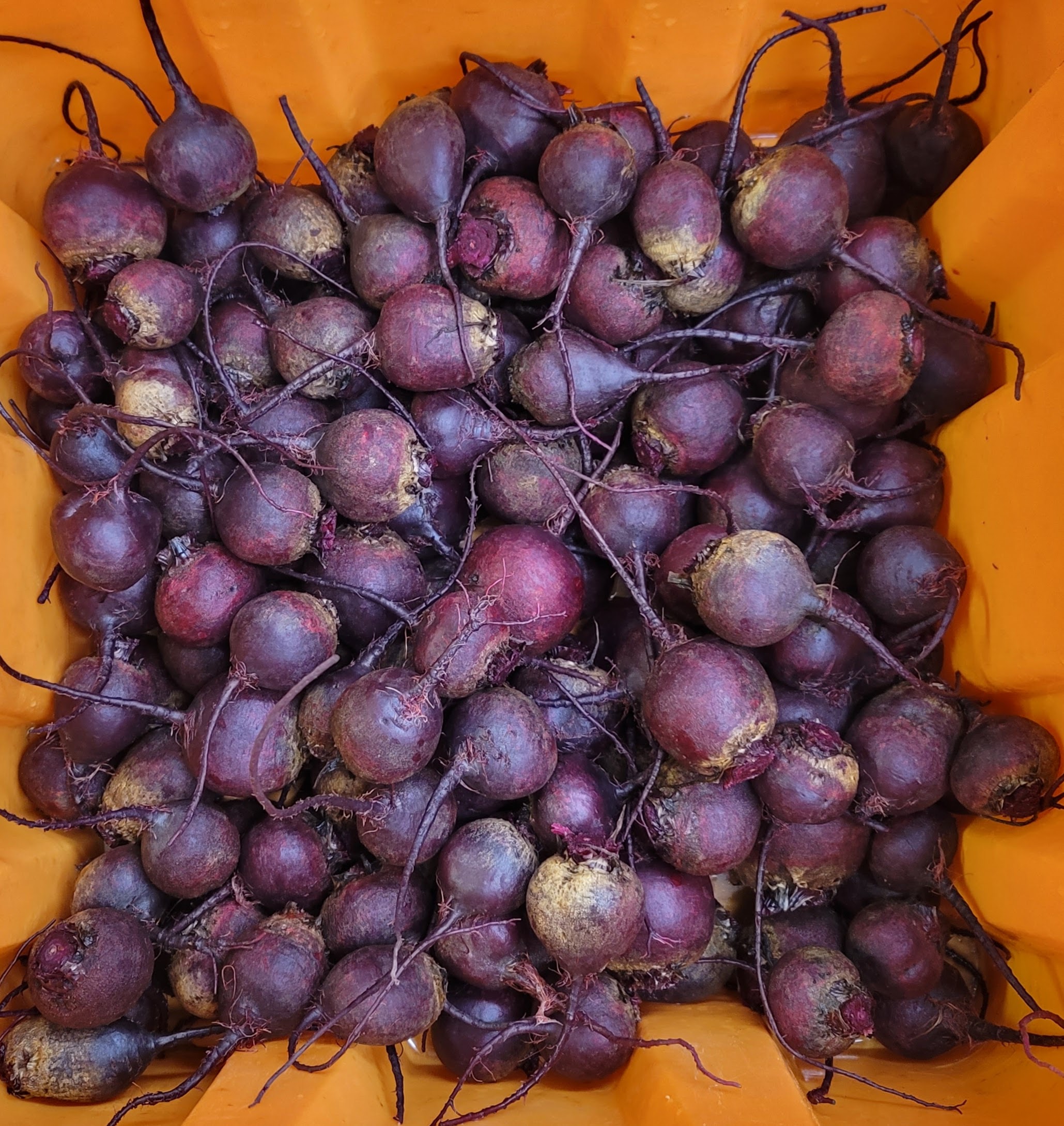 Cert. Organic, our own! 2lb, storage! beets 2 Cert. Organic, our own! 2lb, storage!