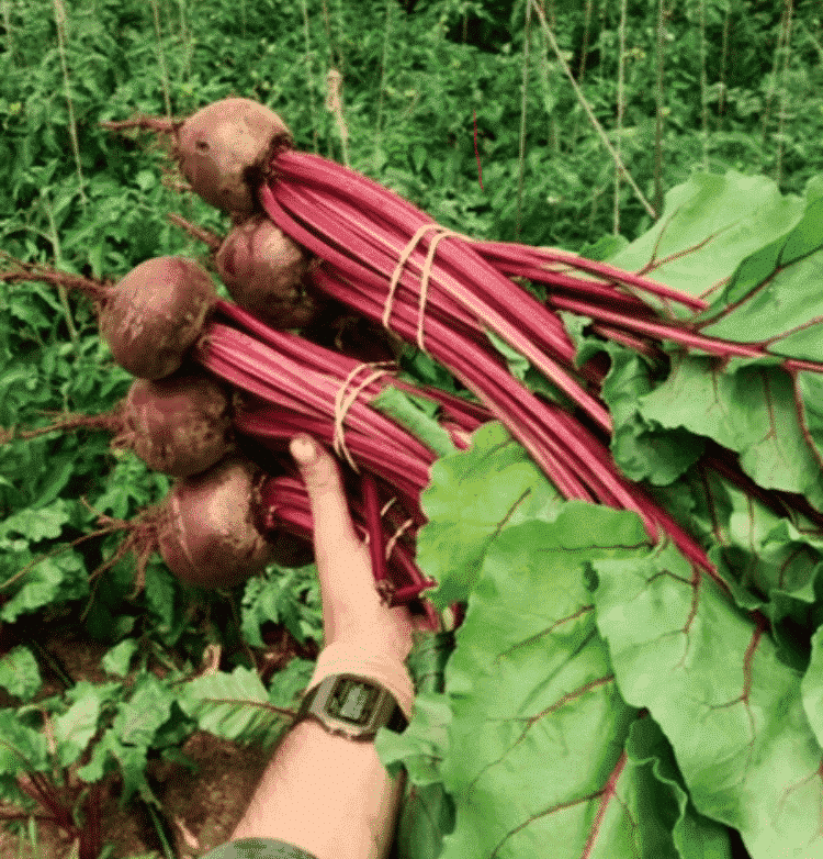 >1lb bag of topped, round red beets Beets