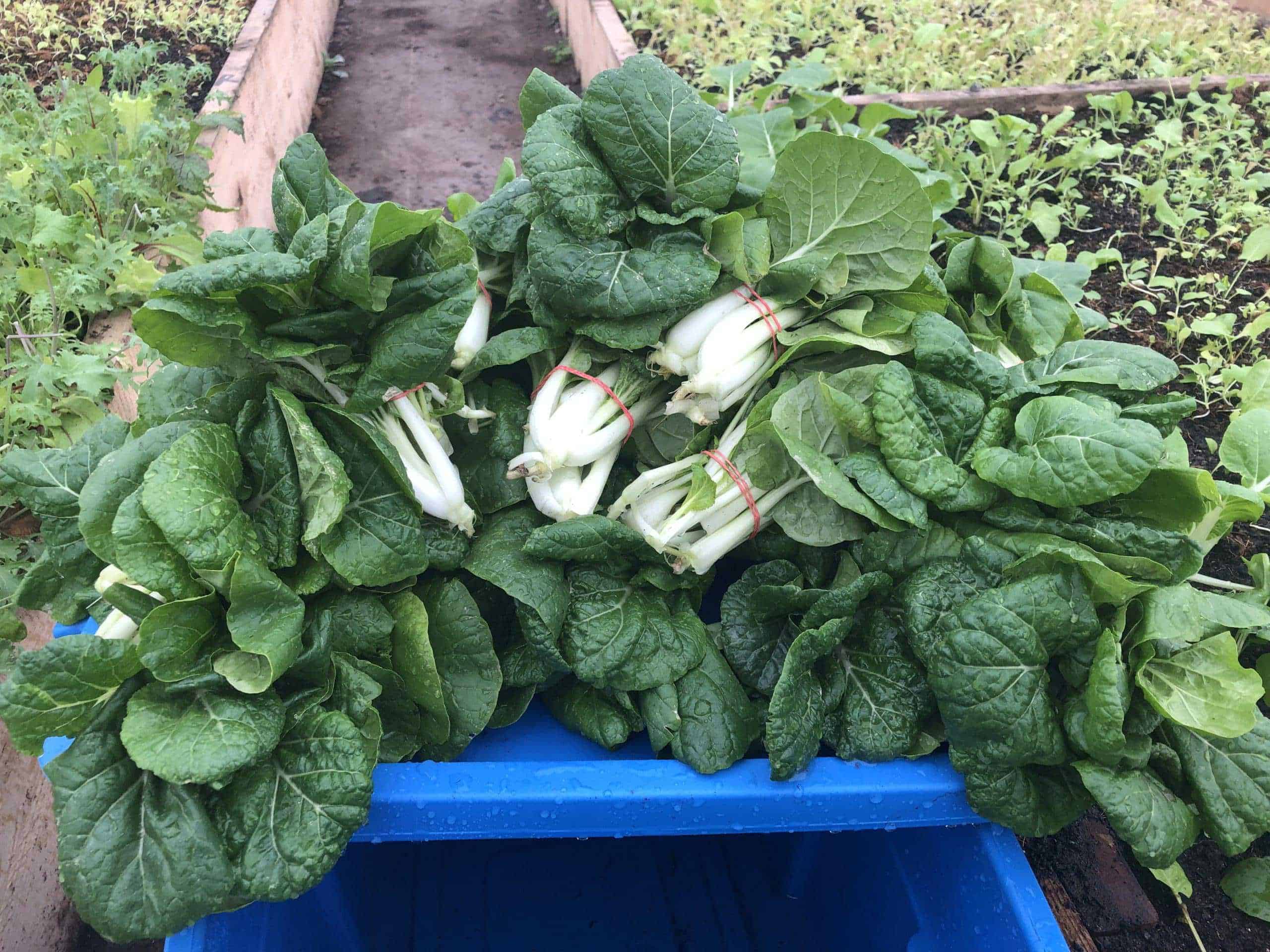 Bunched Bok Choy
