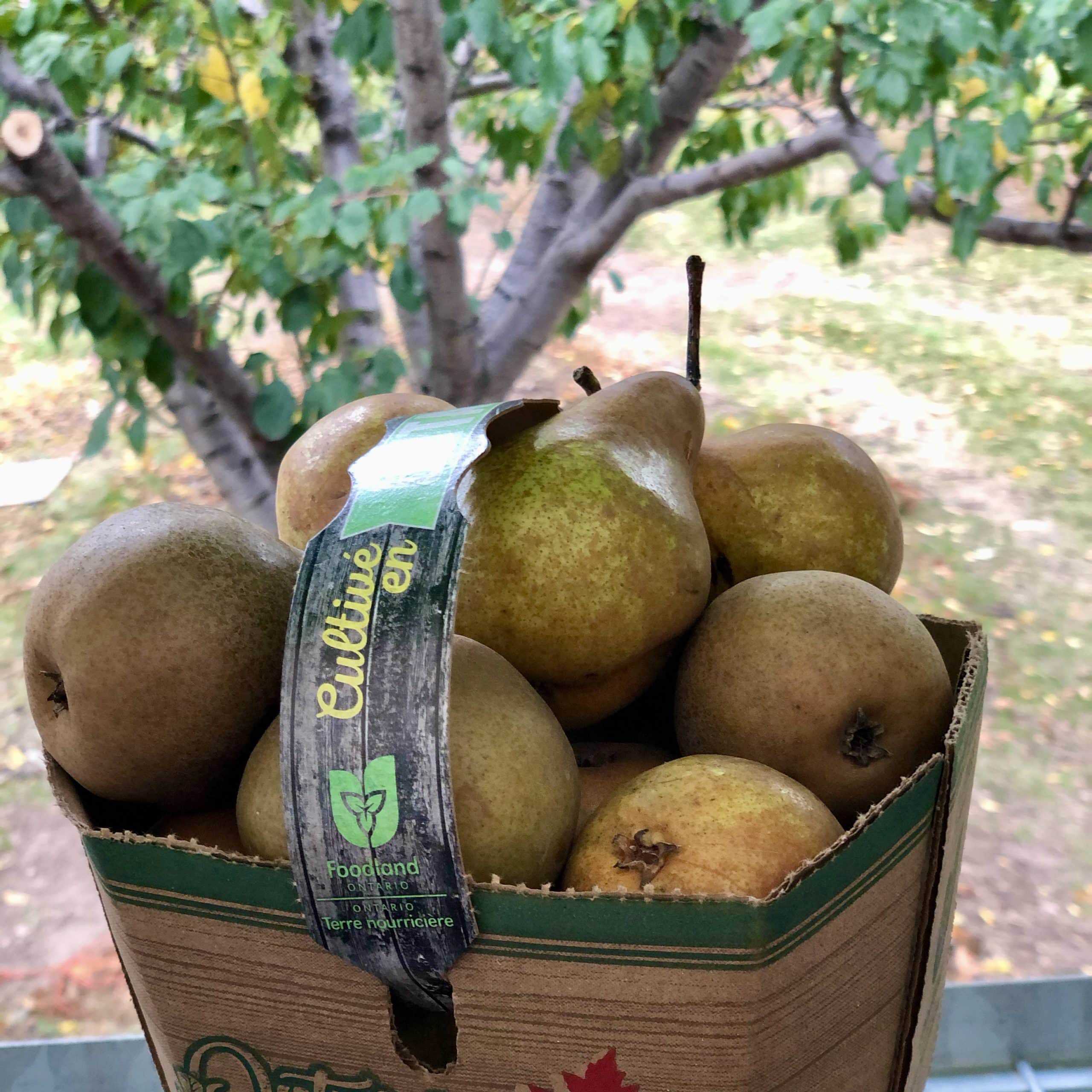 Bosc Pears are Crunchy, sweet & nutty Flavour Bosc Pears