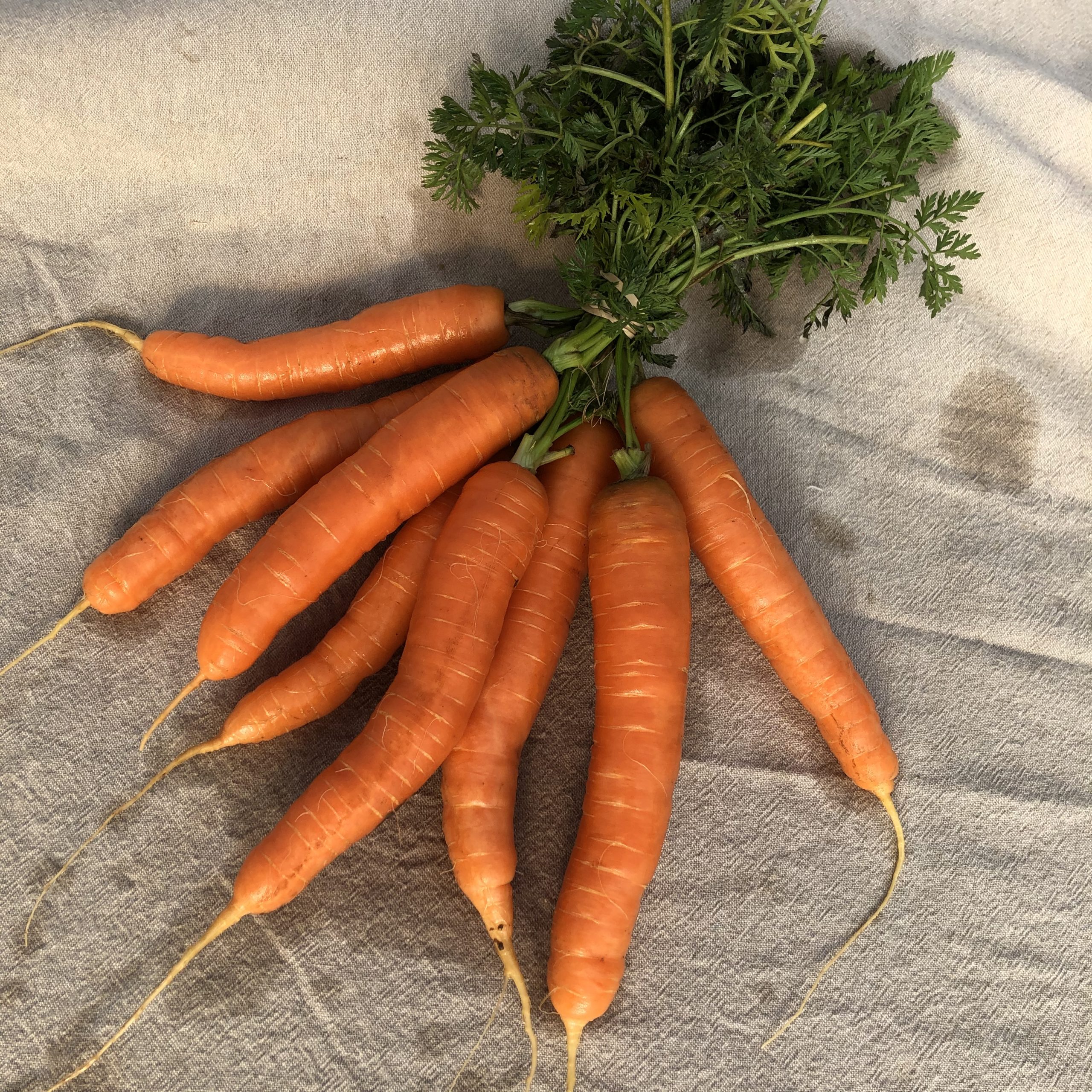Nantes carrots dug fresh from cold winter soil. Sweet and crunchy as can be! 500-700g. Trimmed green tops, bagged. Candy Carrots
