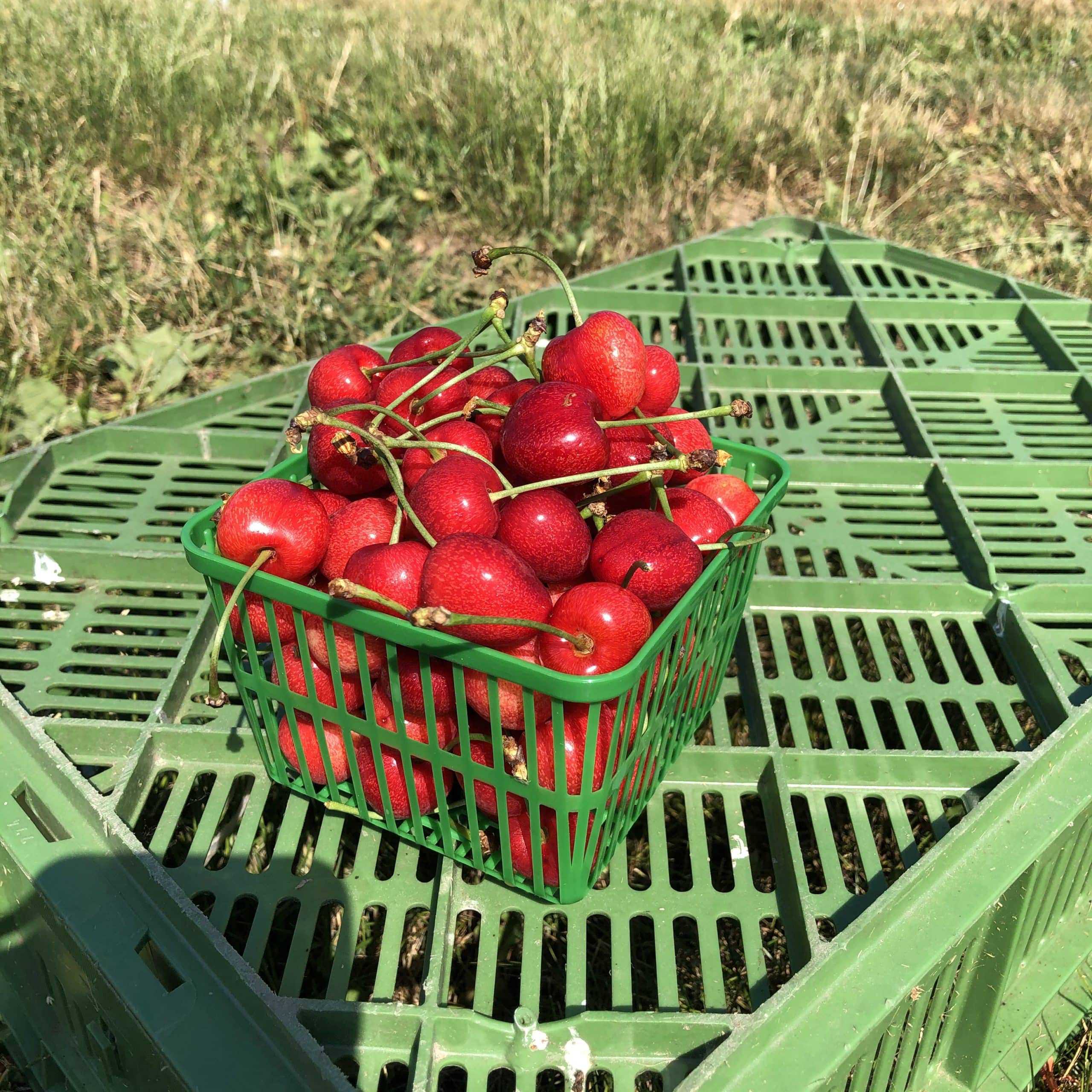 Sweet Cherries - nice & tasty picked fresh Cherries - Quart
