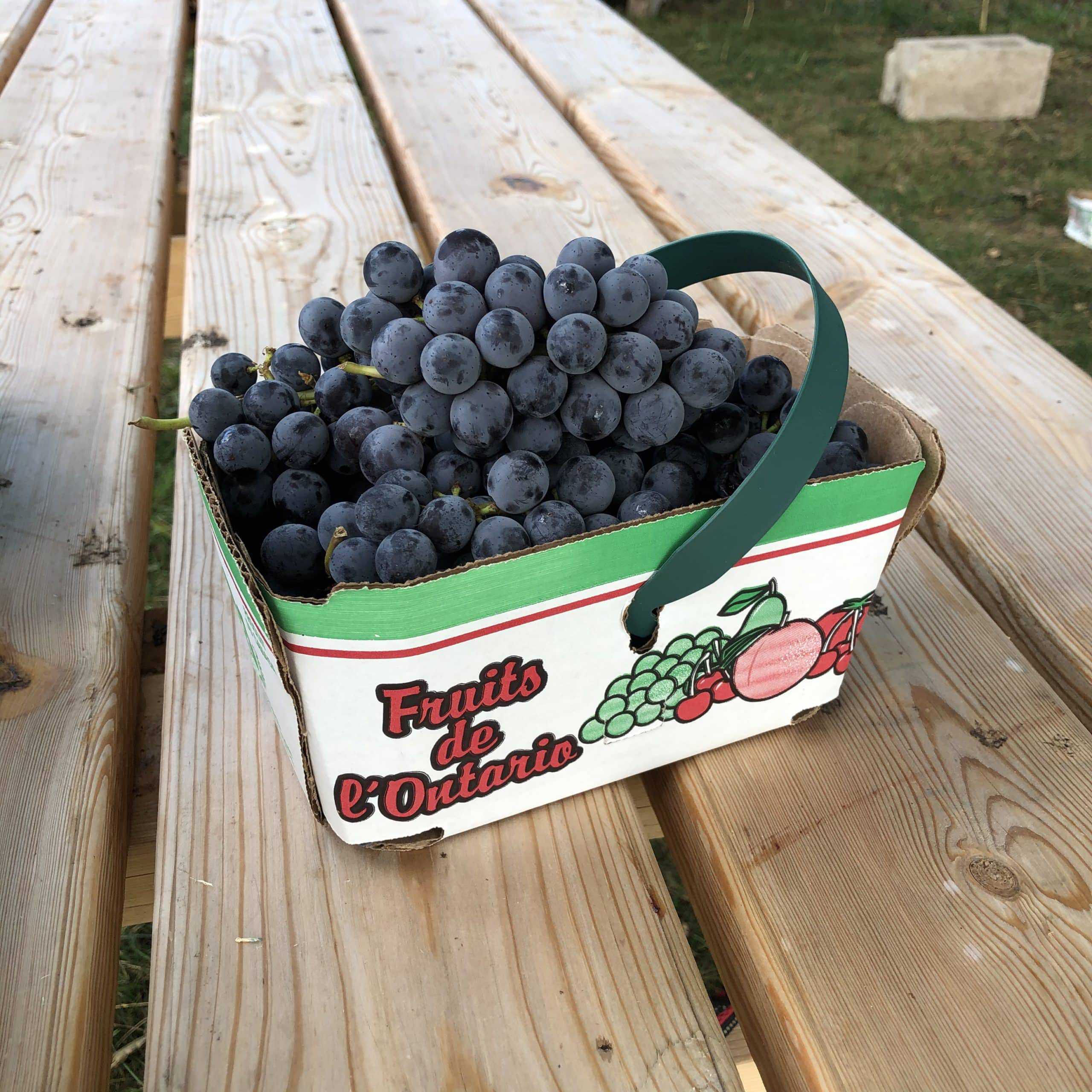 Sweet and tart; excellent juicing and jam making Concord Grapes - with seeds -2L