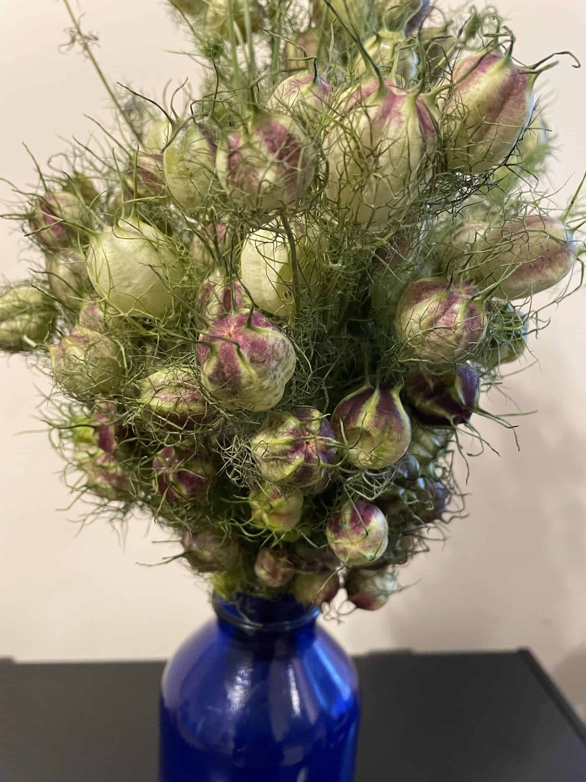 Love in the mist ( Nigella ) long lasting pods, perfect for drying, by bunch Drying Flower Pods