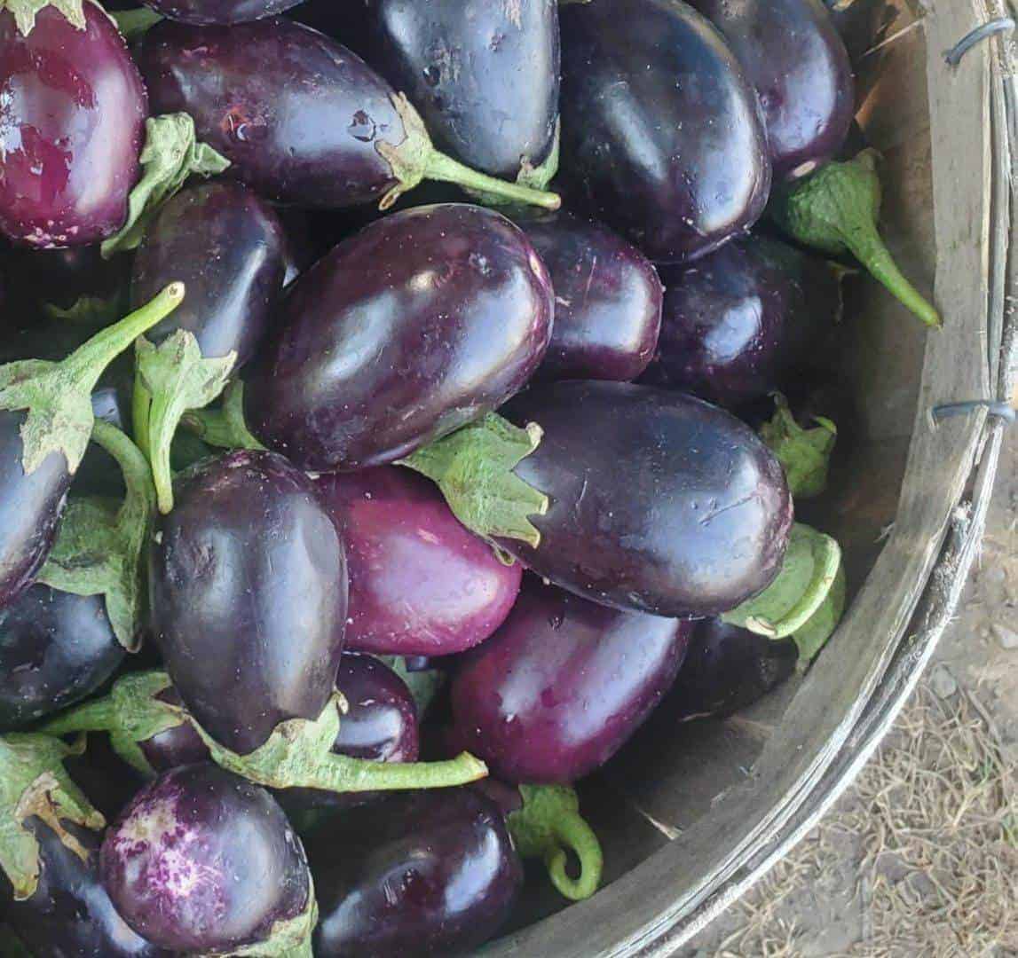 1 Pint of Small round purple indian eggplants Eggplant Pint (Small, round)