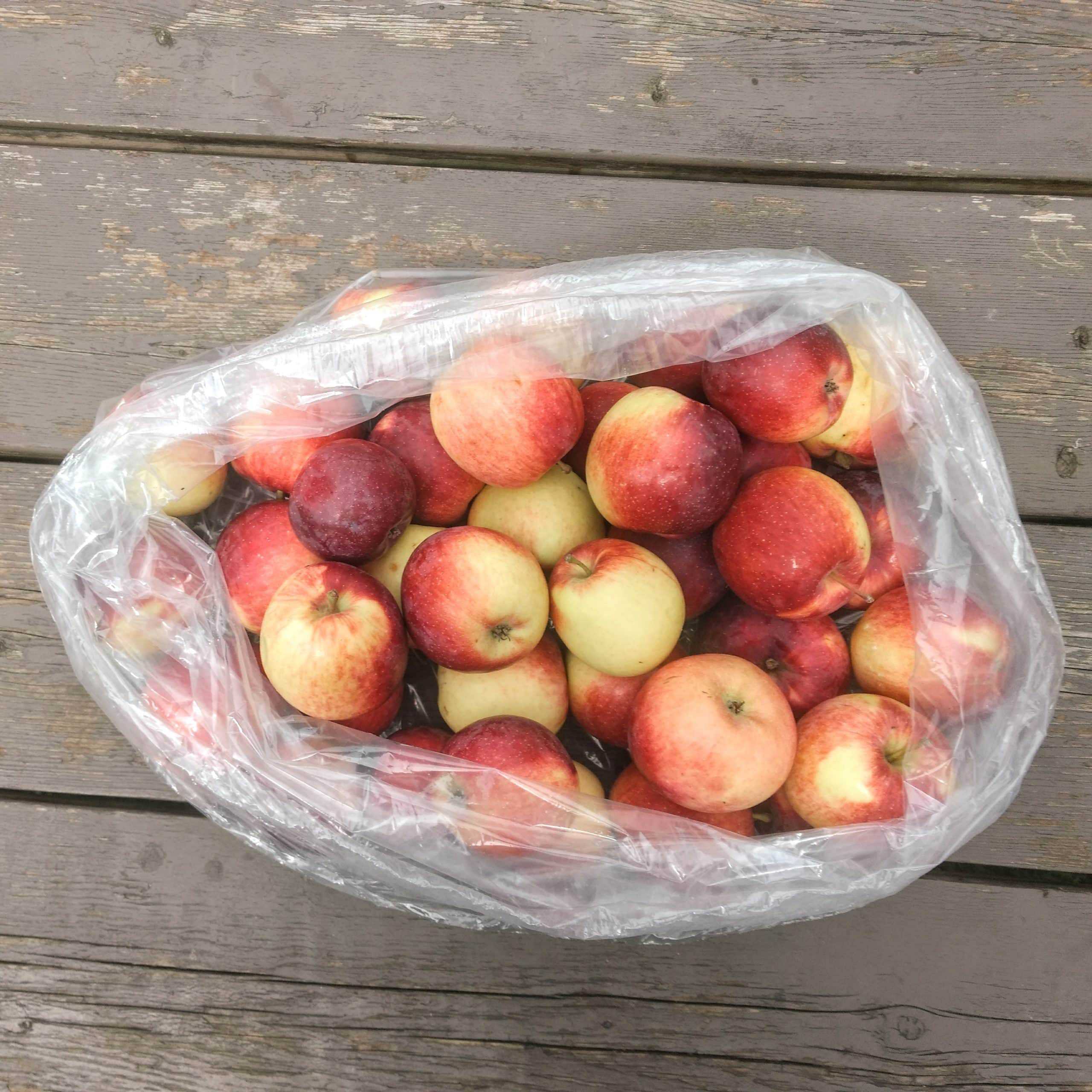 Crisp and tangy, great for eating, baking Empire Apples - 13lbs