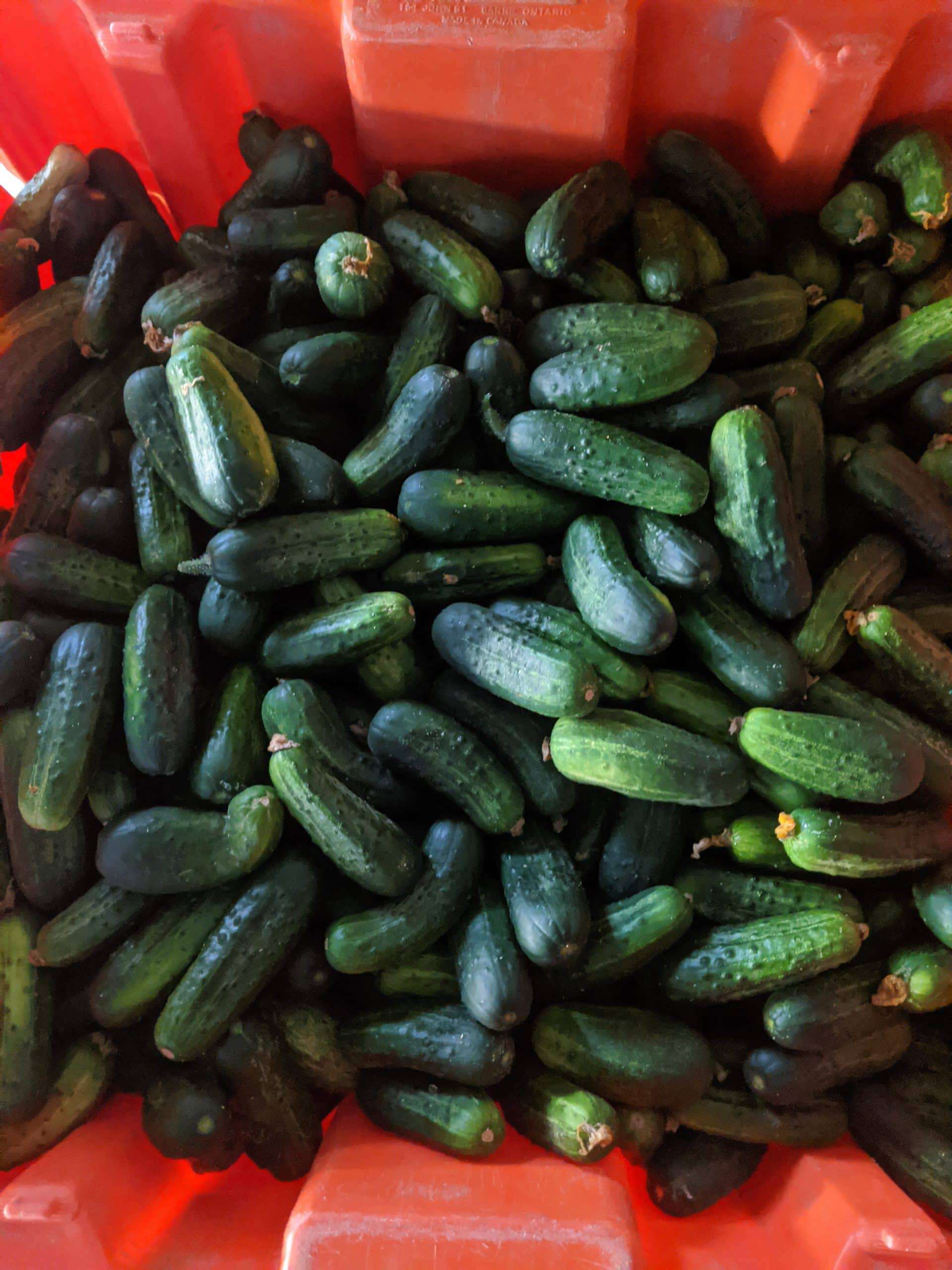 For fresh eating and pickles! 2lb portion Field Cucumbers