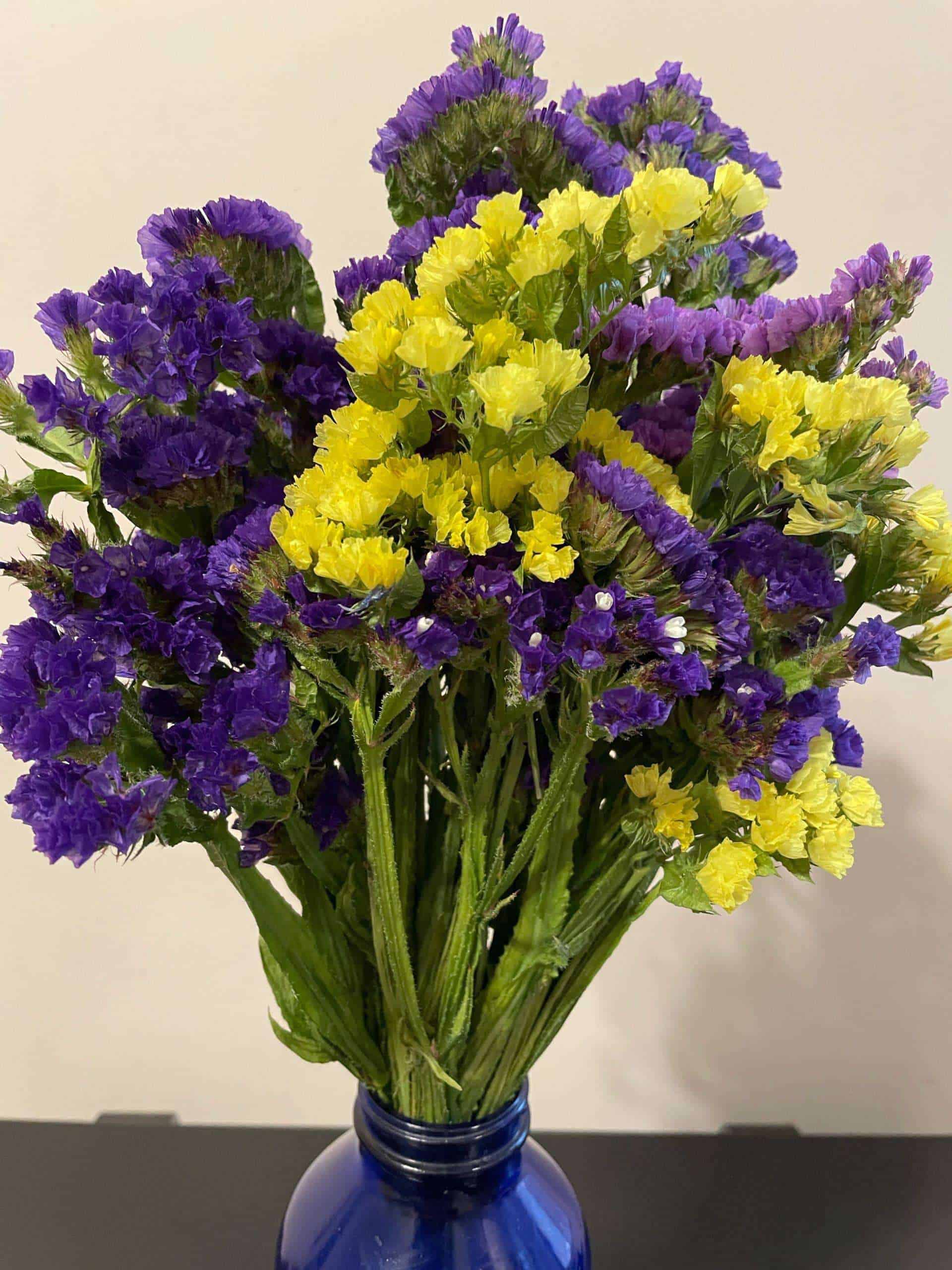 Bright colours, perfect for drying as the maintain their colour and form, by bunch Fresh cut statice flowers