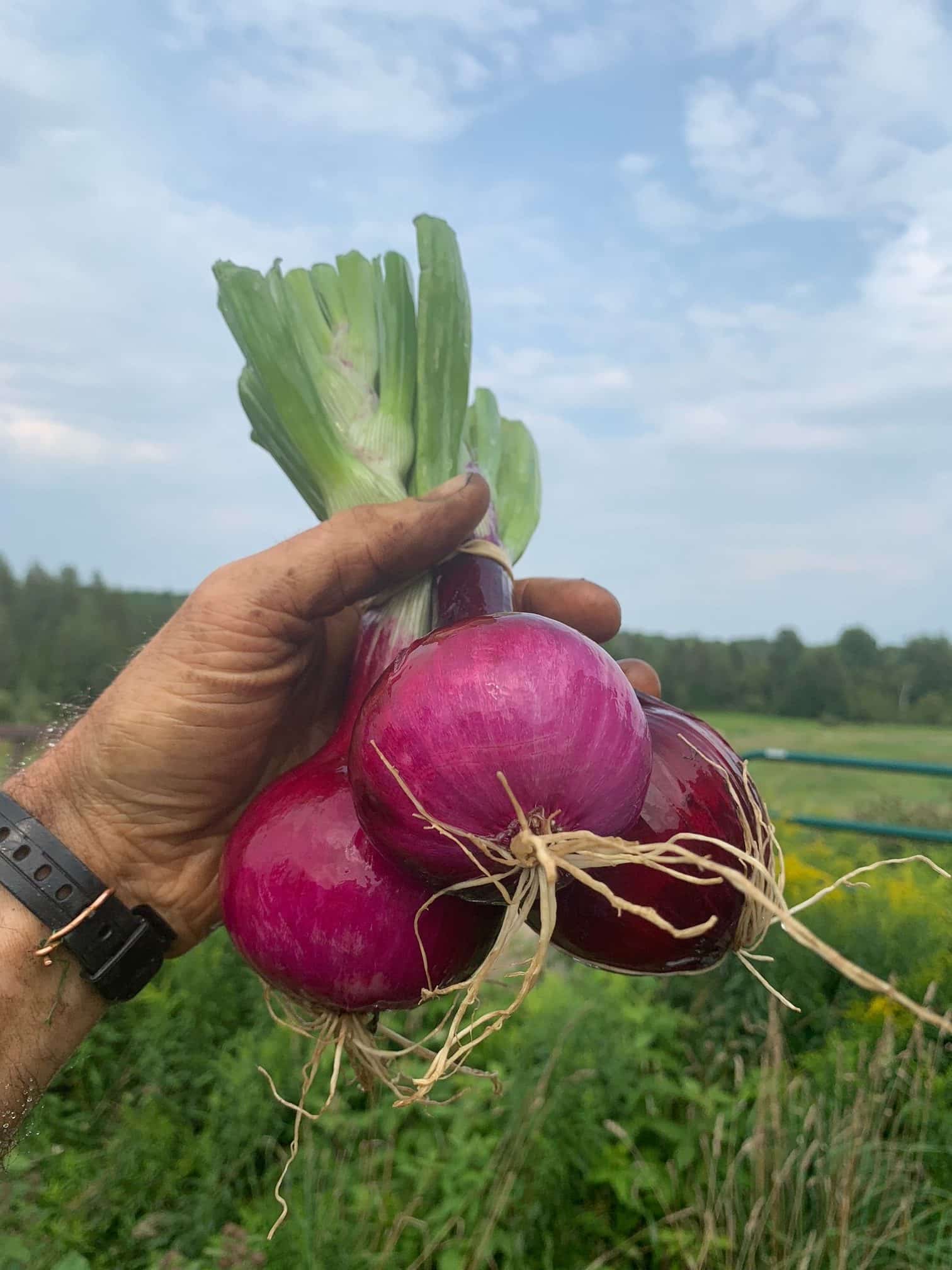 bunch of fresh red onions Fresh Red Onion