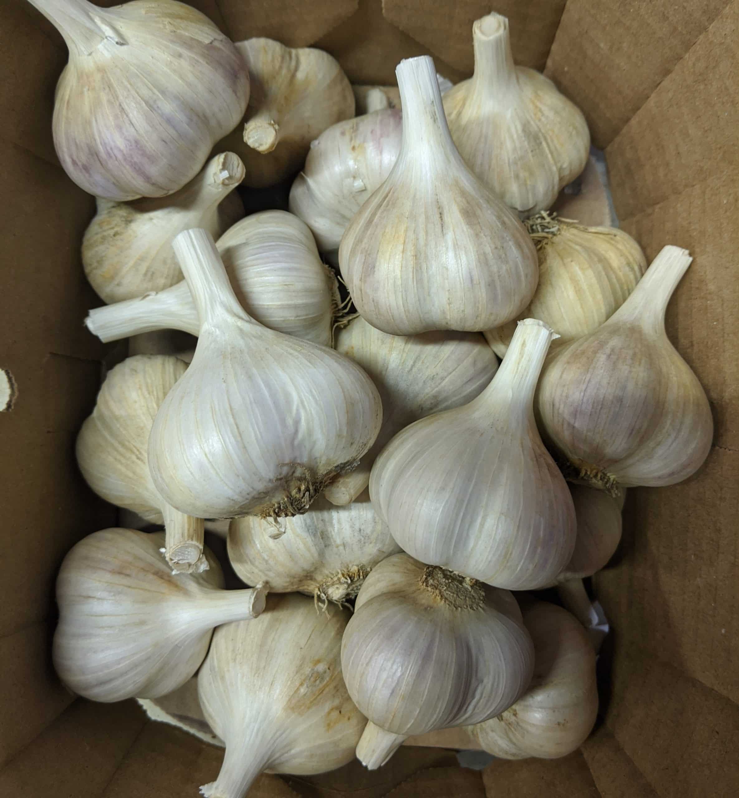 Cert. Organic, our own! 1 medium. Garlic (1 medium bulb)