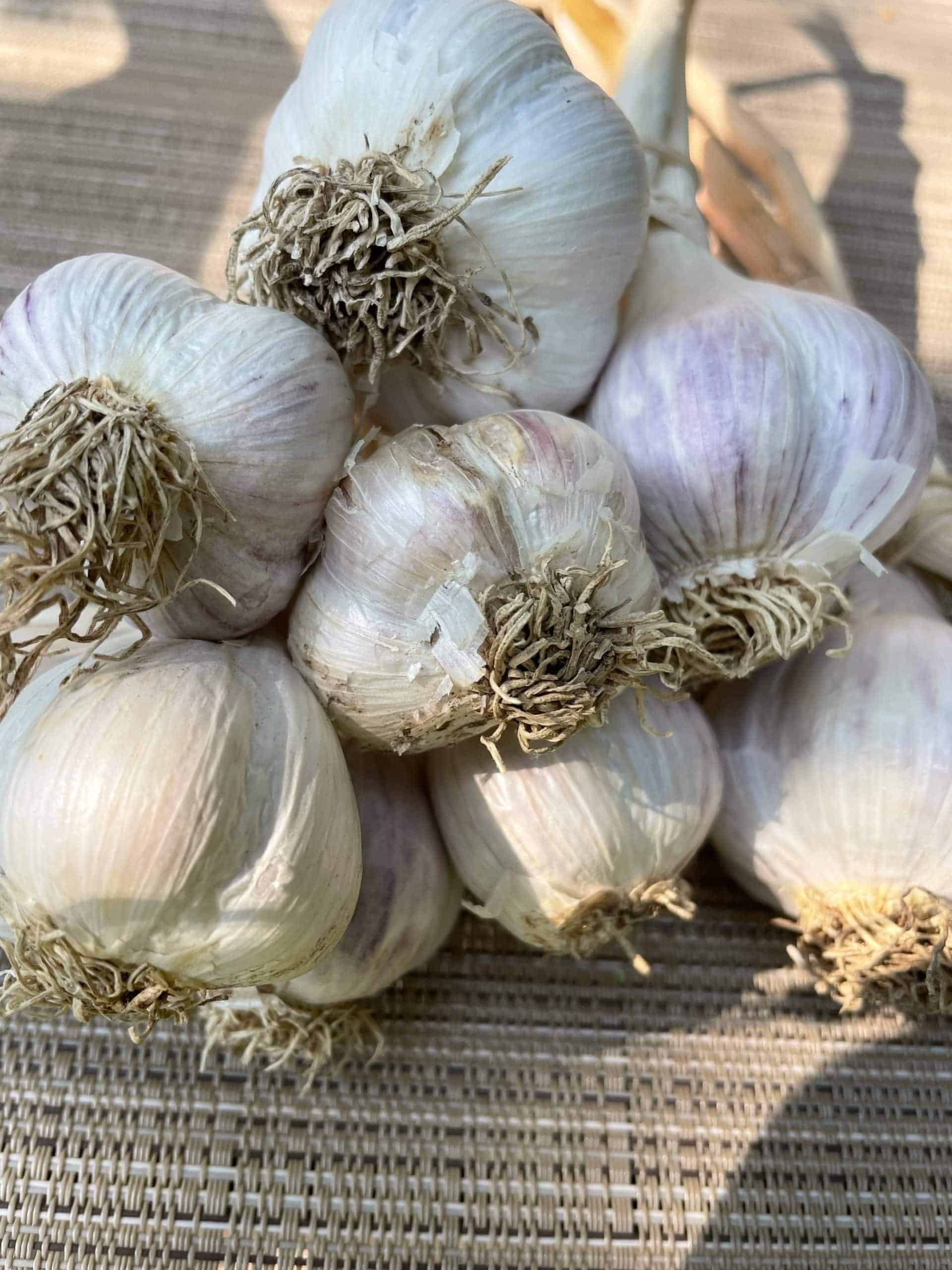 Garlic bunches