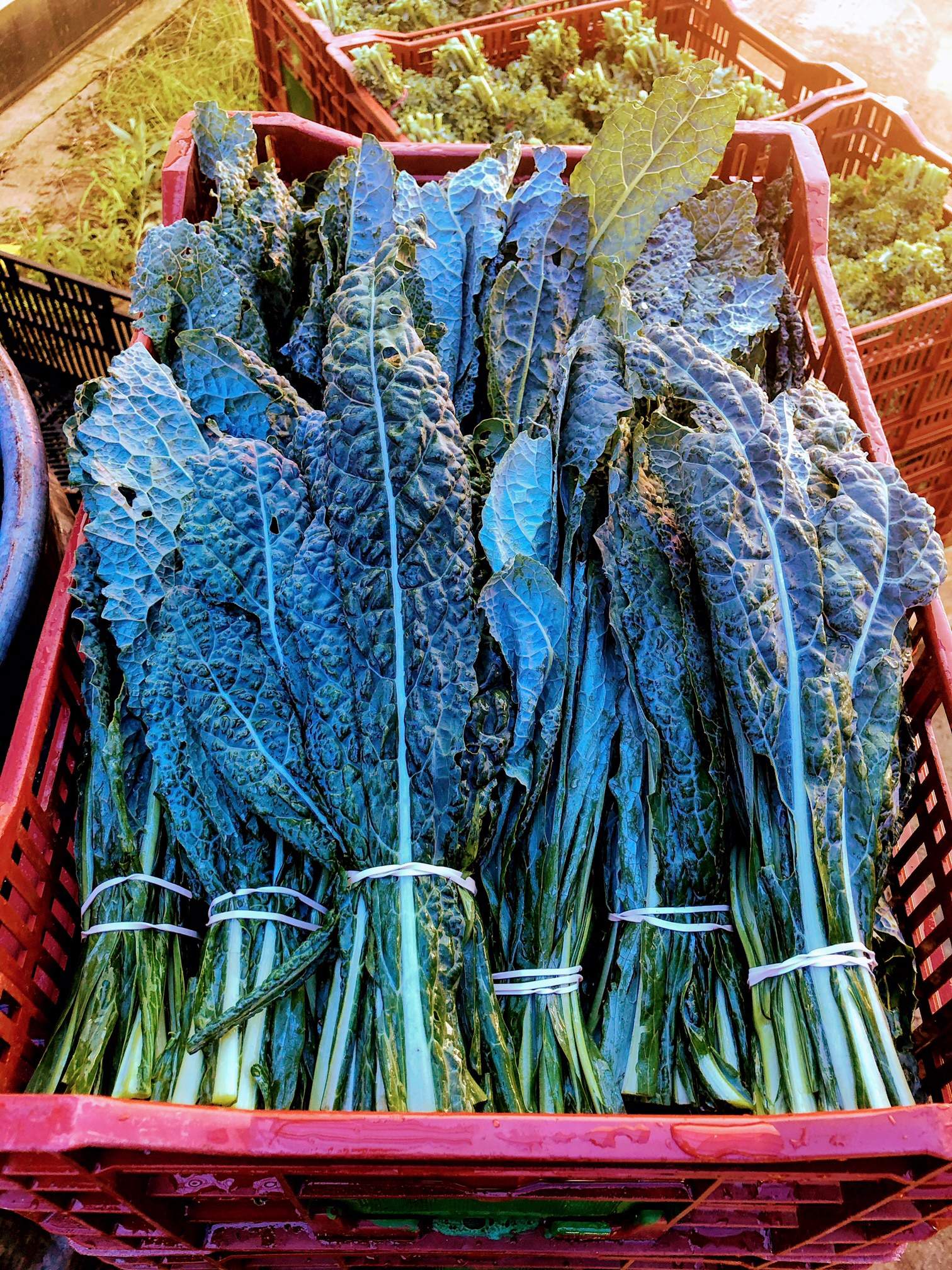 Beautiful curly and leafy. Use in soups, stir fry's, salads and popular kale chips Green kale