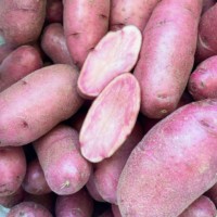 Heirloom potato
