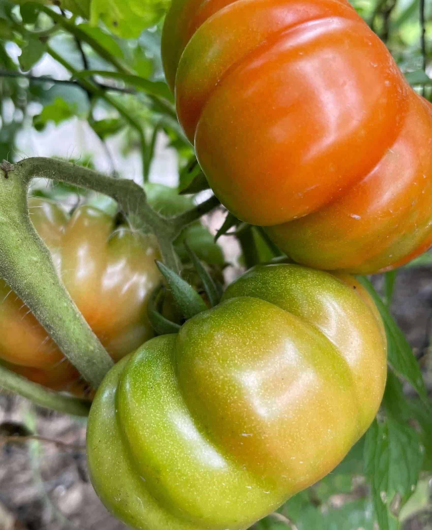 Mix of different shape and size heirloom salad tomatoes. sold by the Quart Heirloom Tomatoes