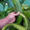 A versatile green used like spinach image01 A versatile green used like spinach