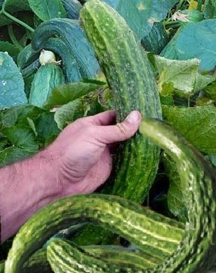 Image01 a market favourite! "long, crisp and sweet, these are also known as "burpless"cukes.
