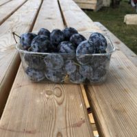 Italian blue plums -1. 5 container