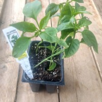 Jalapeno Pepper Seedlings