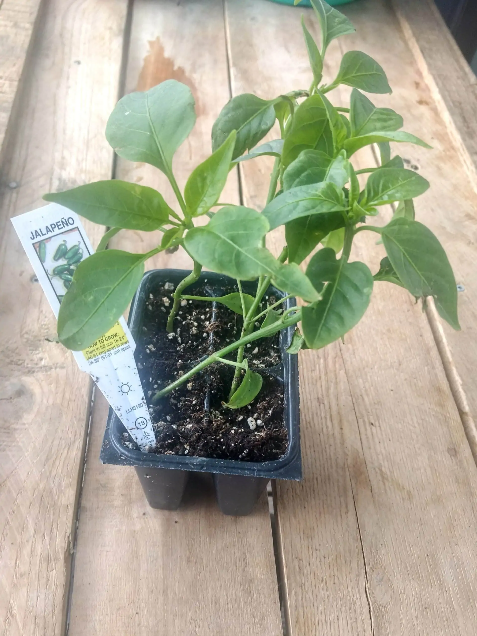 Jalapeno pepper seedlings