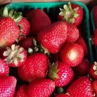GONE June Bearing Field Strawberries - 1 Quart