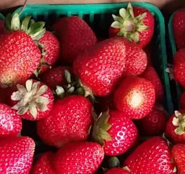 June bearing field strawberries - 1 quart