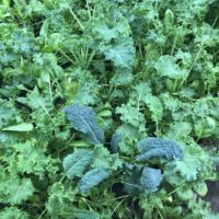 Fresh Mint Bundle Kale
