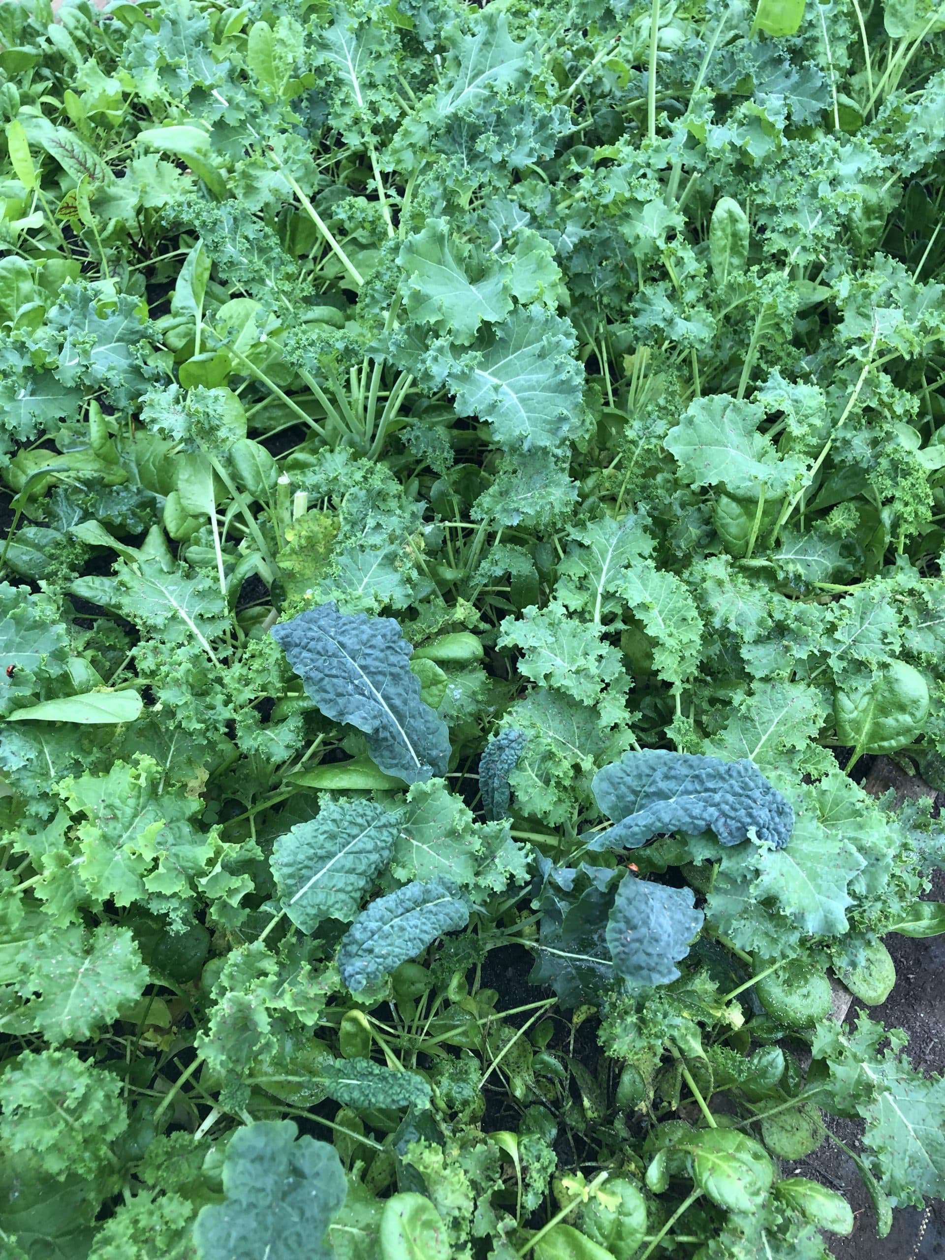 Bunch Kale