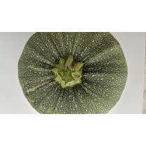 1 Large dark green sound squash Large Italian Round Squash