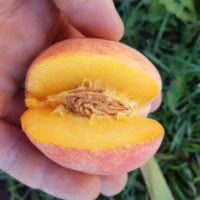Large peach tree - 2 yr. Grafted *bulky, extra delivery fee