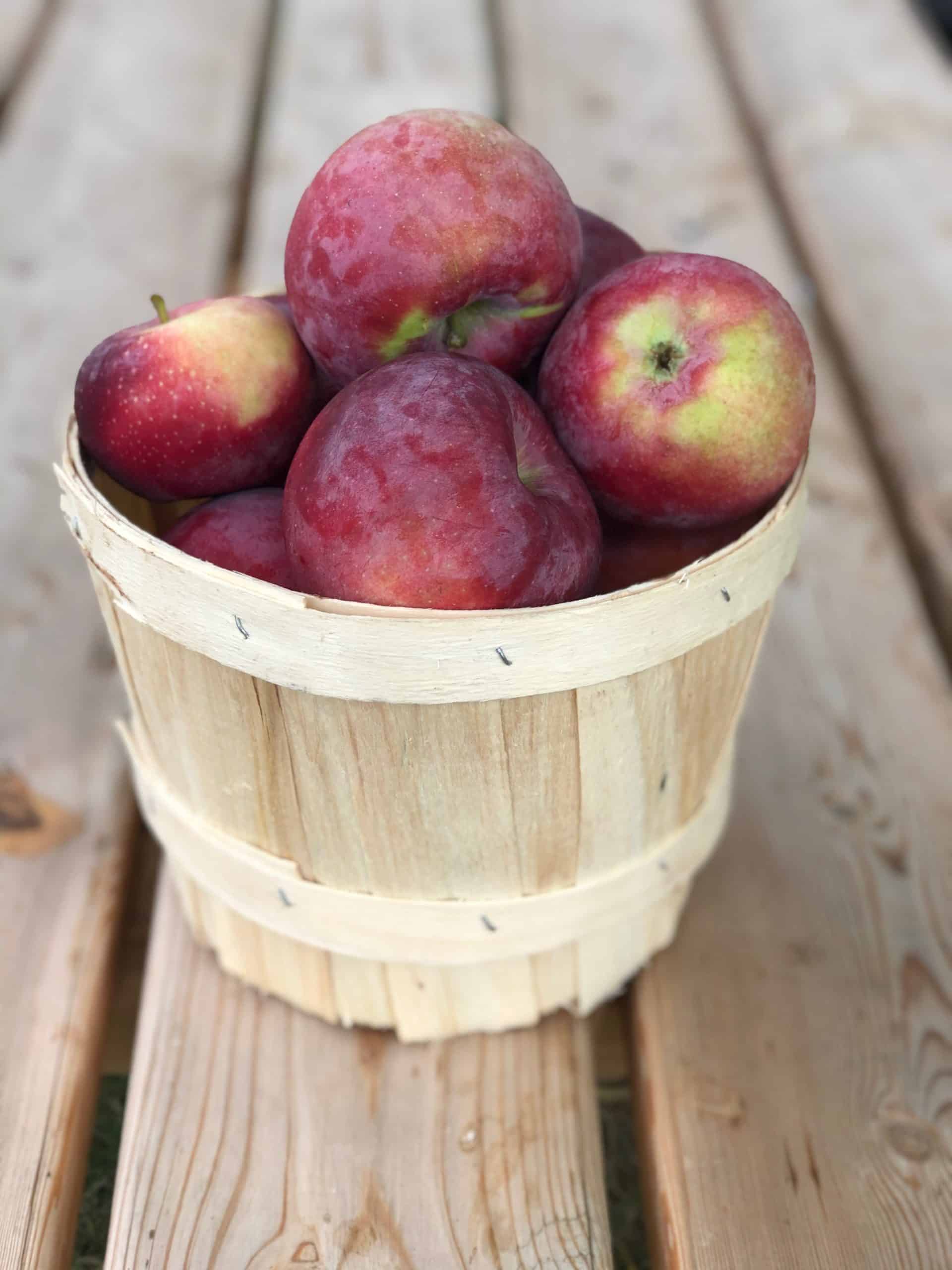 Freshly pick mac's tart & crunchy MacIntosh Apples - 5lbs