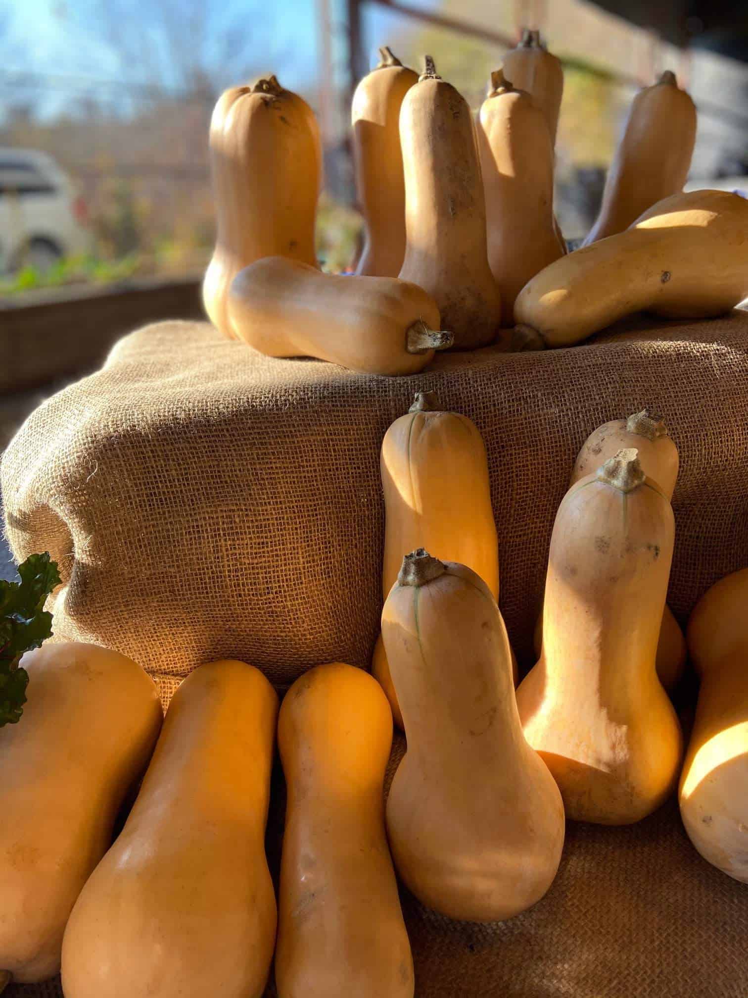 Golden and perfectly cured for sweetness and extended storage. Medium Butternut Squash