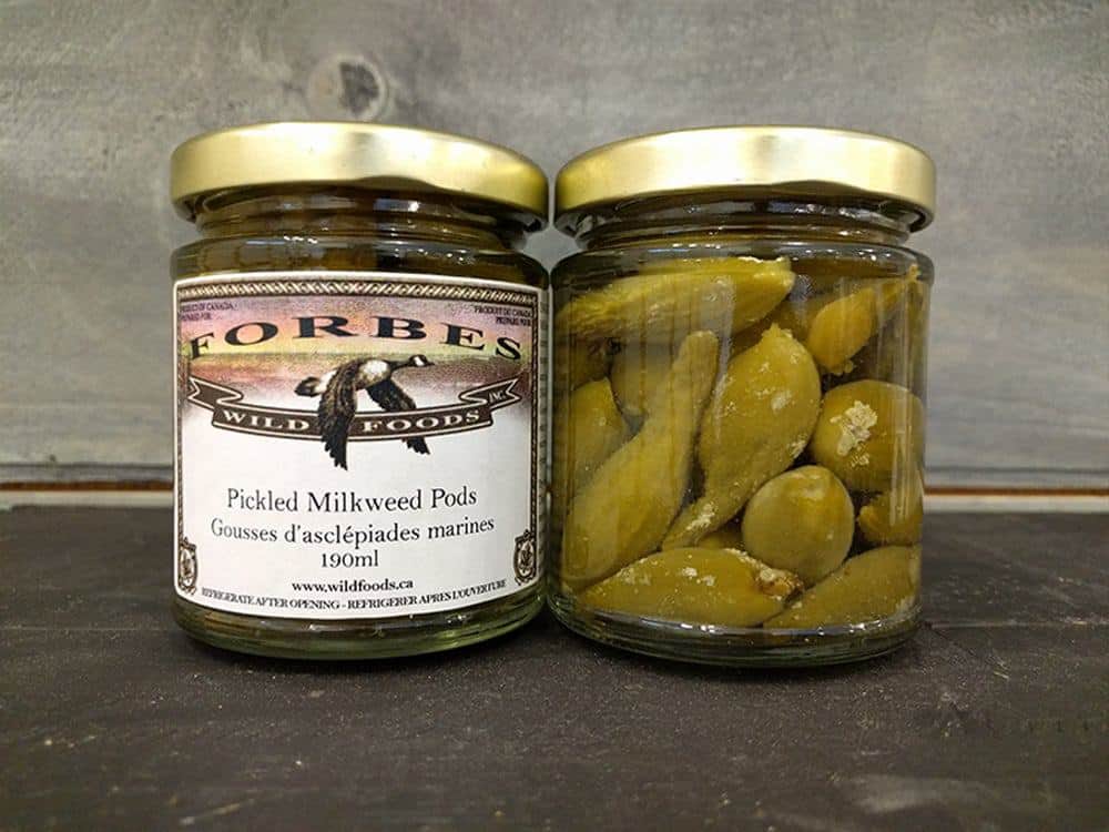 The top of the Milkweed plant, gathered when young and carefully cleaned and preserved. I describe them, as being a little like a pickled green bean with a heart of marshmallow, they are one of the tastiest and most unusual wild veggies available to us. Milkweed Pods, Pickled 190ml