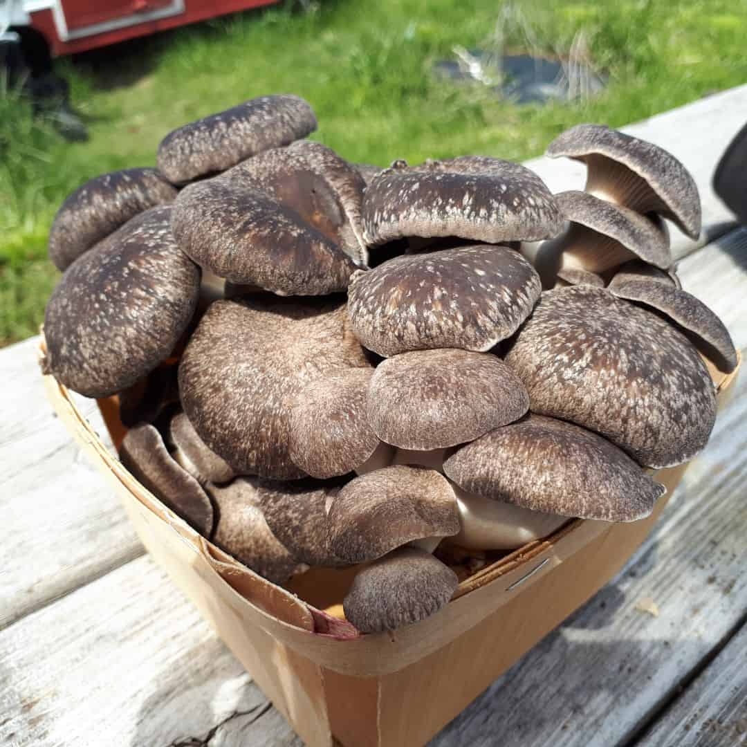 Fresh, no spray Mushrooms - Mixed - 1/3 pound