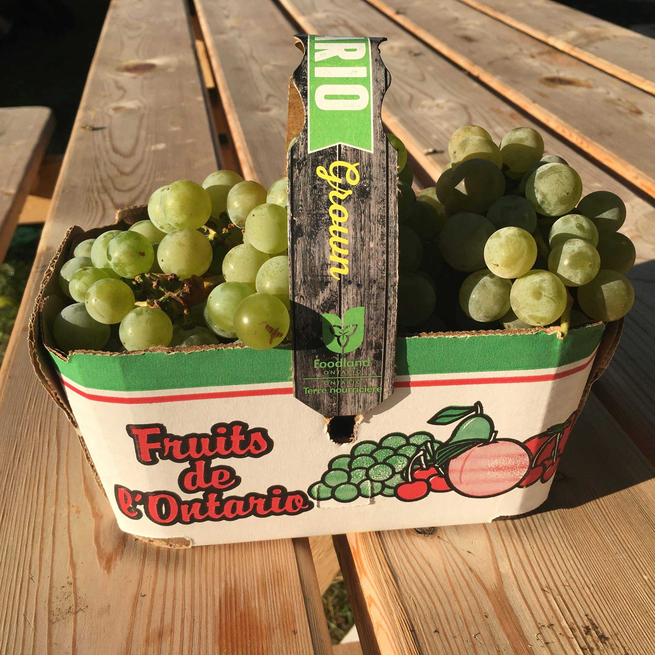 GONE Niagara White Grapes