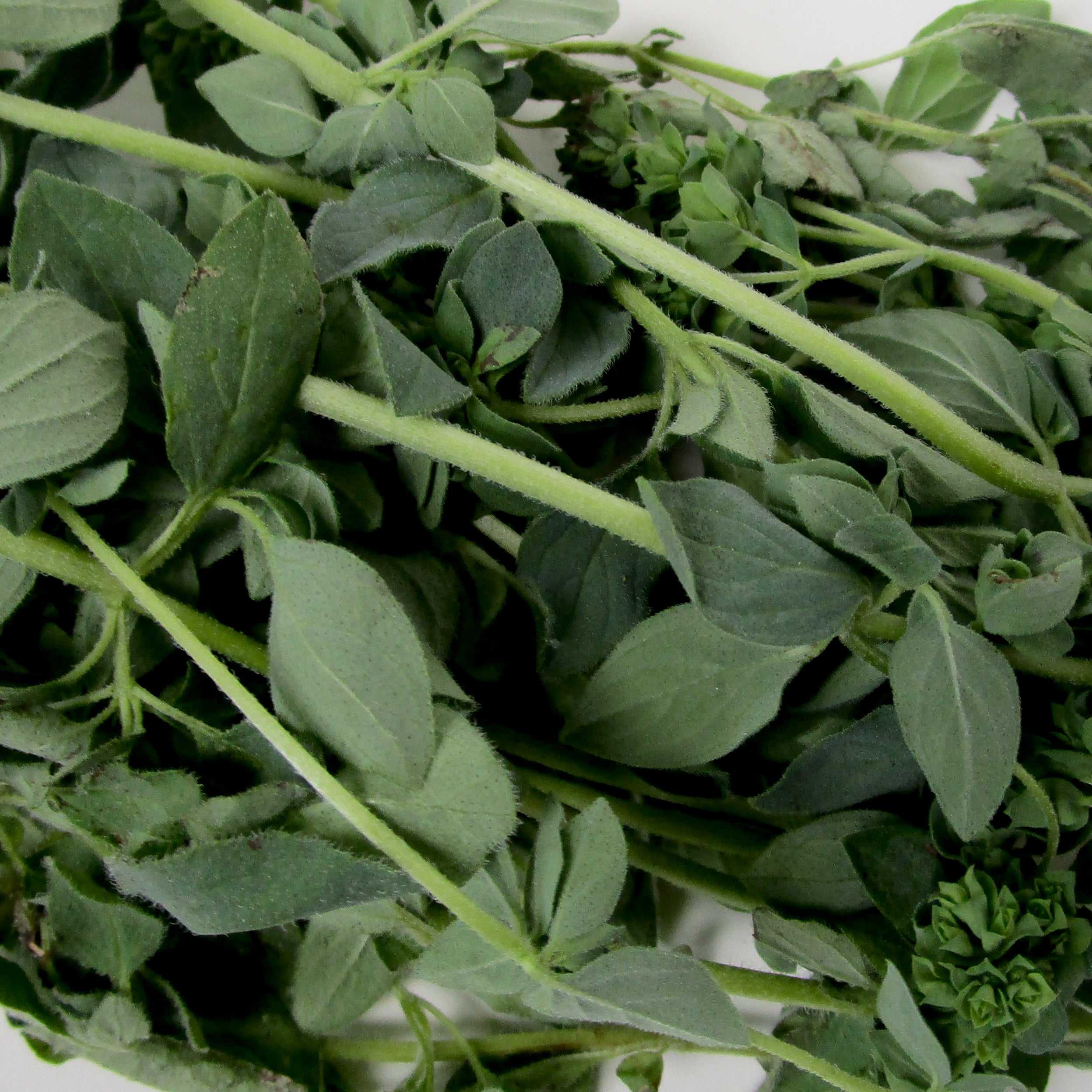 Fresh Chive Bundle Oregano