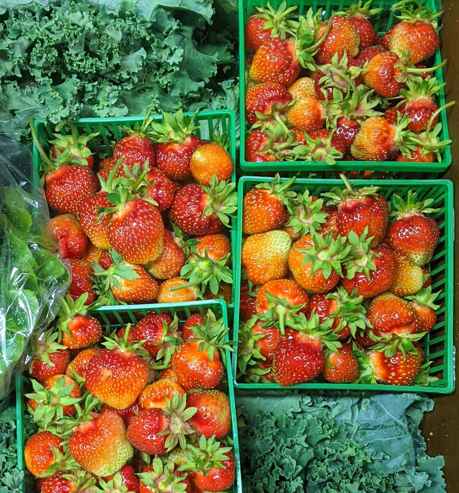 Organic strawberry flats
