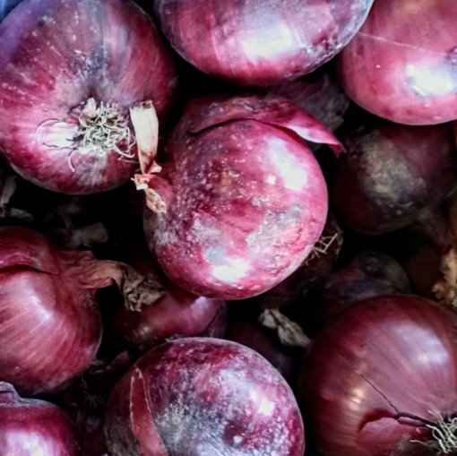Plan b red onions scaled organic - aylmer ontario