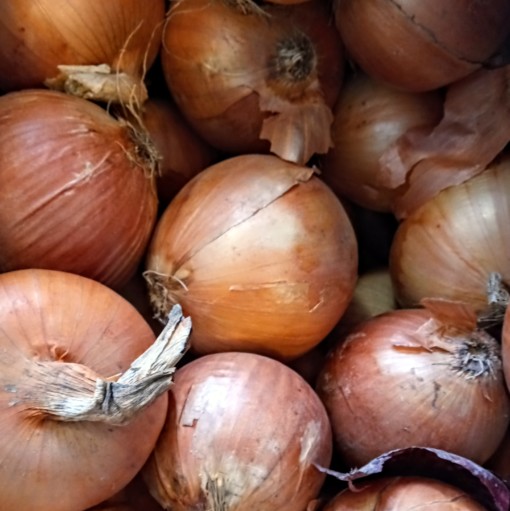 Plan b yellow onions scaled organic - aylmer ontario