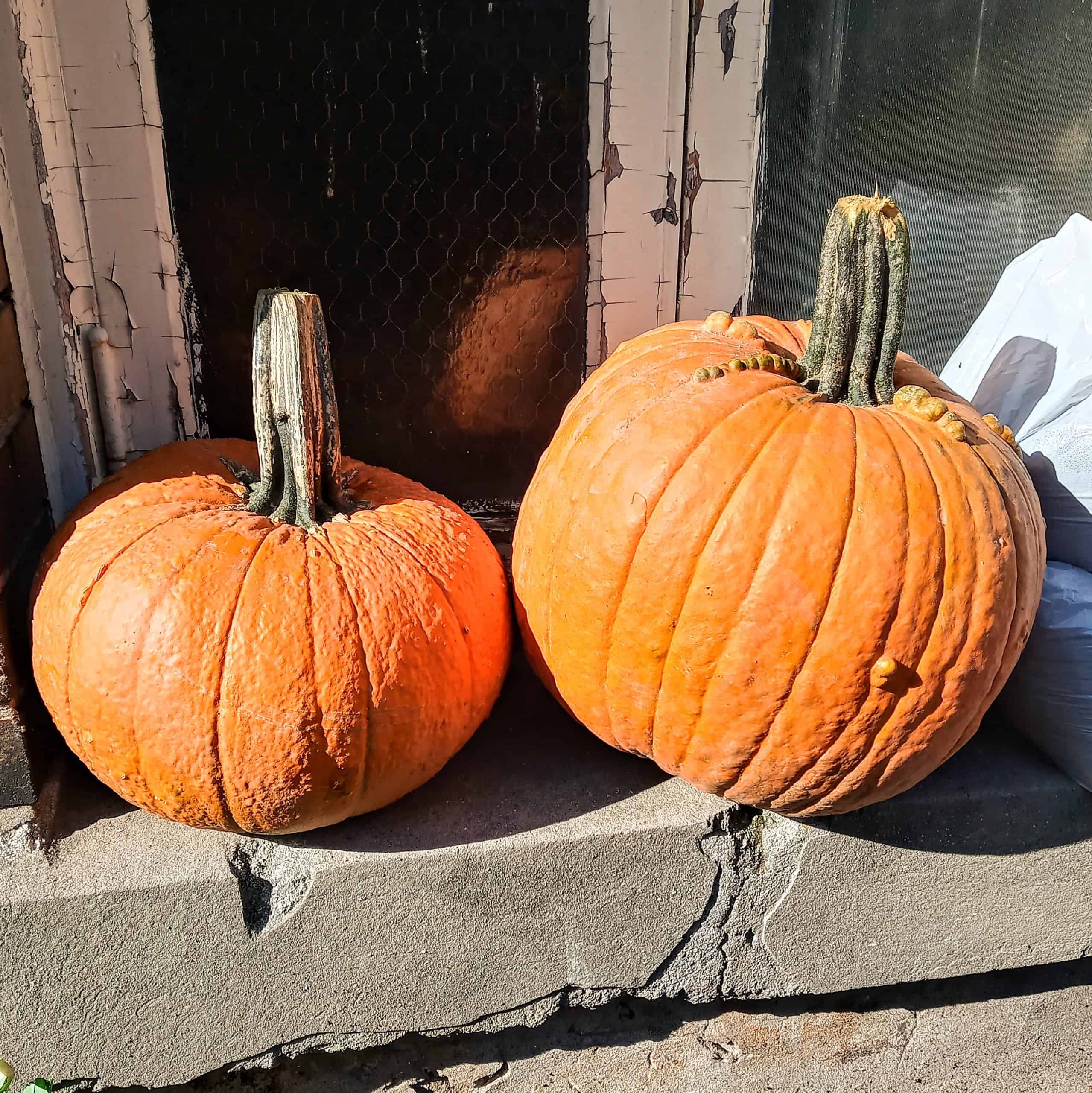Pumpkins (halloween)